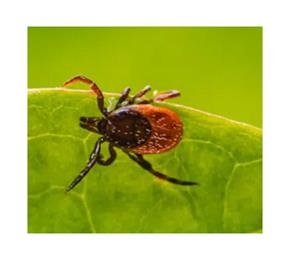 Be Tick Aware